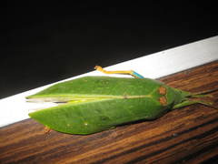 Phyllozelus caeruleus