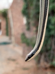 Striped Skaapsteker photo 3