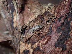 Myopsocidae