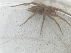 Araneae