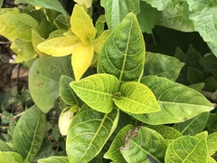 Pseuderanthemum maculatum