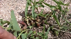 Aristolochia bottae