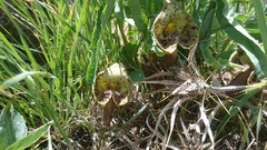 Aristolochia bottae