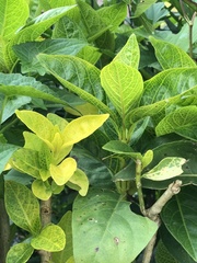 Pseuderanthemum maculatum