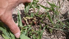 Aristolochia bottae