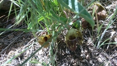 Aristolochia bottae