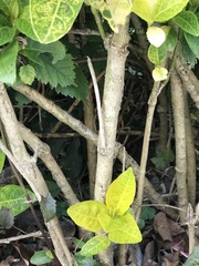 Pseuderanthemum maculatum