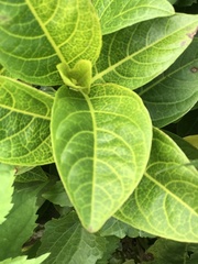 Pseuderanthemum maculatum