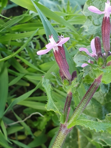 Image of Silene fuscata by (c) Mehdi Chetibi, some rights reserved (CC BY)