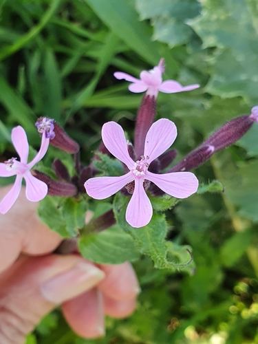 Image of Silene fuscata by (c) Mehdi Chetibi, some rights reserved (CC BY)