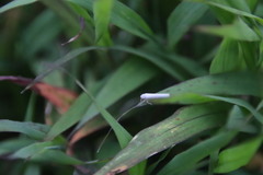 Cofana spectra