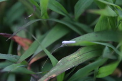 Cofana spectra