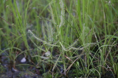 Drosera serpens