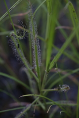 Drosera serpens