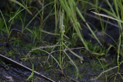 Drosera serpens