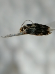 Etainia sericopeza
