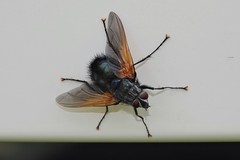 Chetogaster violacea-viridis