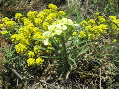Erysimum flavum