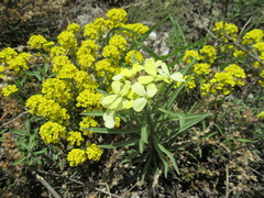 Erysimum flavum