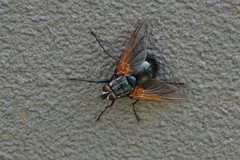 Chetogaster violacea-viridis