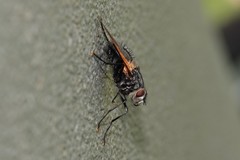 Chetogaster violacea-viridis