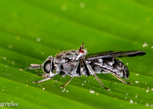 Clitellaria ignifera