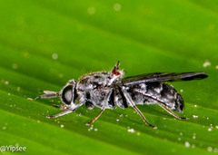 Clitellaria ignifera