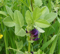 Vicia narbonensis