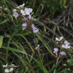Erucaria hispanica