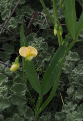 Lathyrus hierosolymitanus