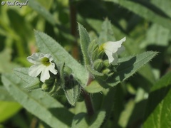 Nonea philistaea