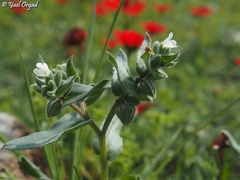 Nonea philistaea