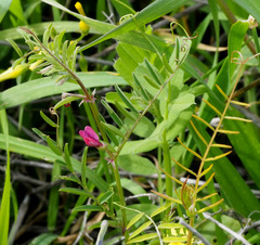 Vicia monantha
