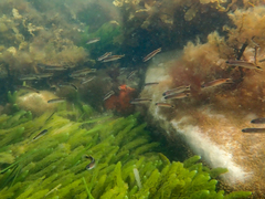 Trachinops caudimaculatus