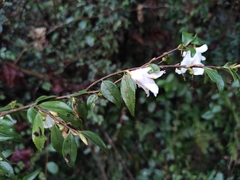 Camellia fraterna