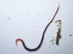 Lumbriculidae