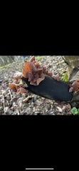 Auricularia auricula-judae