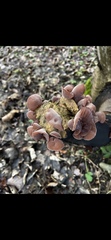 Auricularia auricula-judae