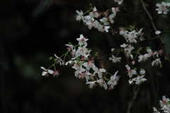 Prunus discoidea