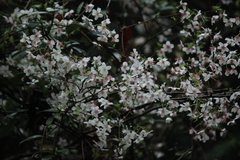 Prunus discoidea