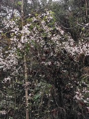 Prunus discoidea