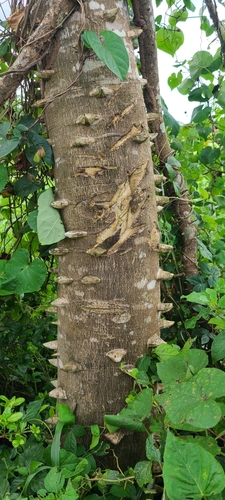 Image of Zanthoxylum martinicense by (c) ritirene, some rights reserved (CC BY)