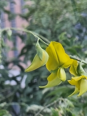 Crotalaria agatiflora