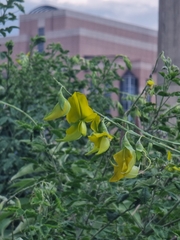 Crotalaria agatiflora