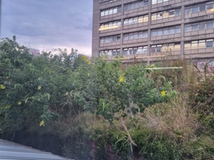 Crotalaria agatiflora