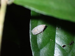 Paracatonidia webbeda