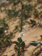 Asphodelus tenuifolius