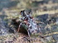 Tropiderini