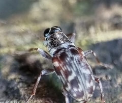 Tropiderini