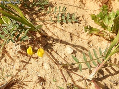 Hippocrepis areolata